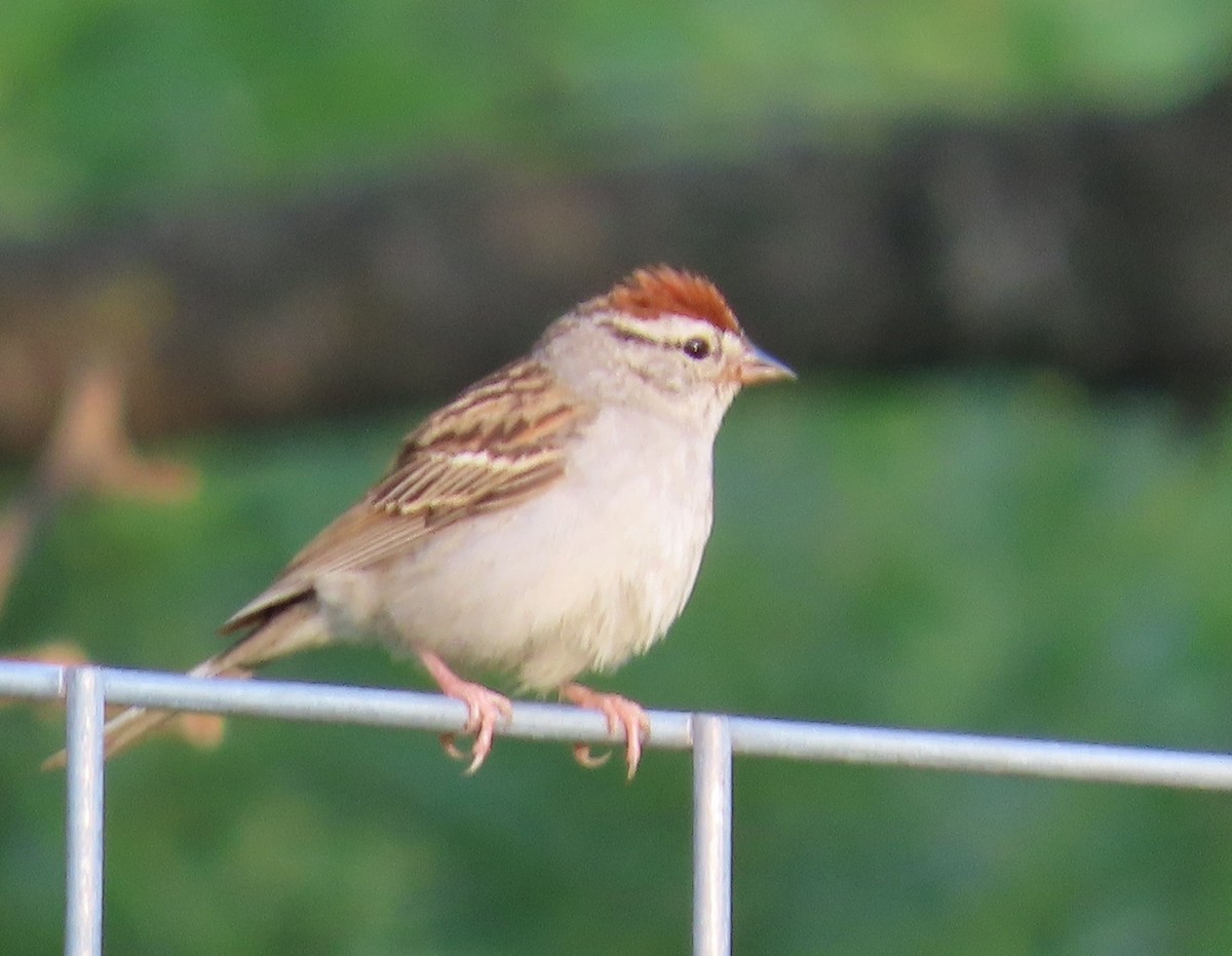 Chipping Sparrow - ML638913989