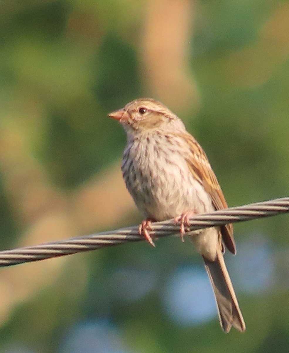 Chipping Sparrow - ML638913993