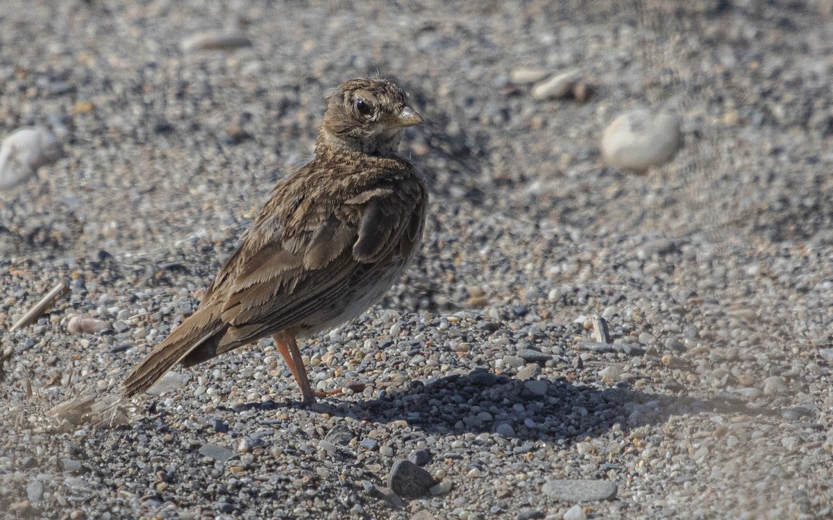 Mediterranean Short-toed Lark - ML638914003
