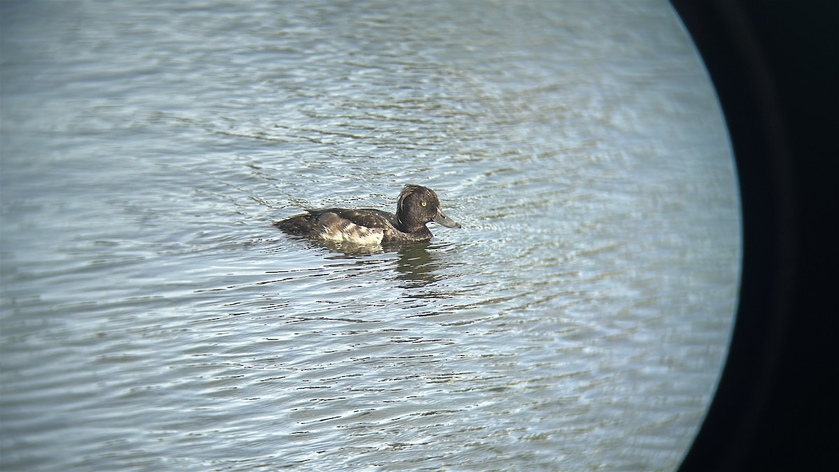 Tufted Duck - ML638914009