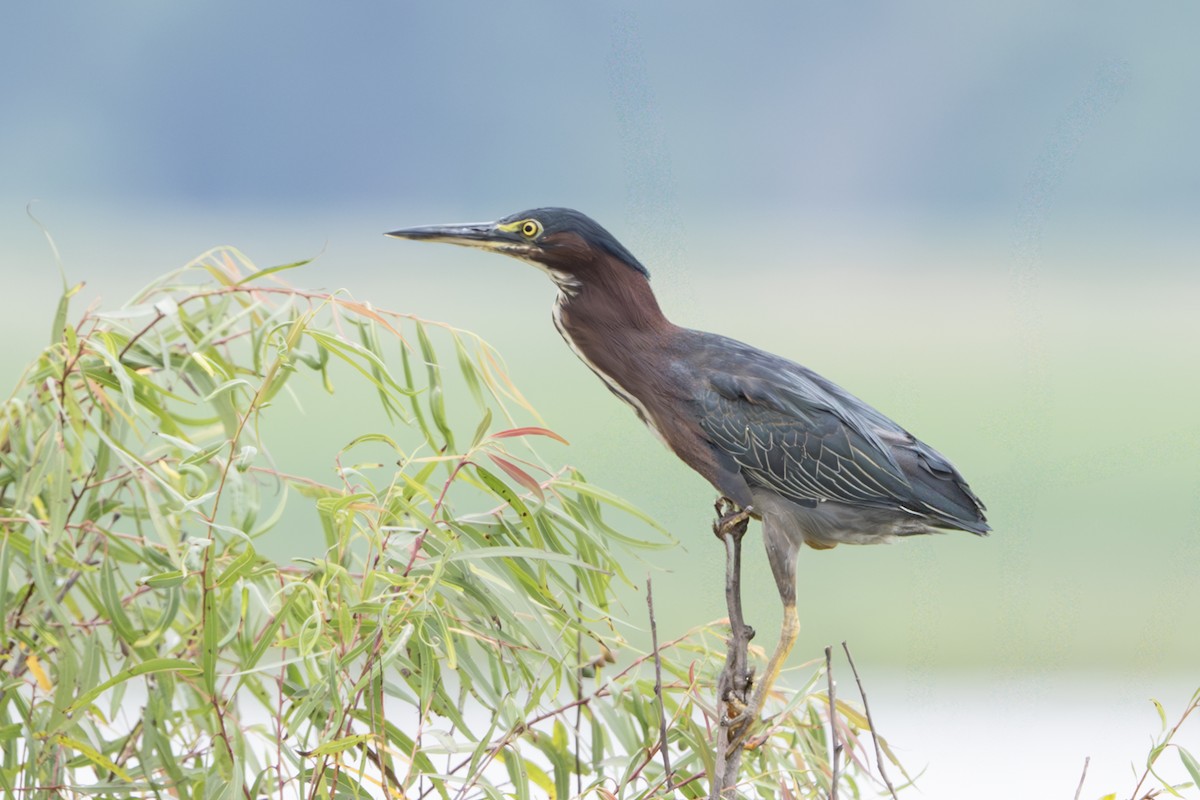 Green Heron - ML638914017
