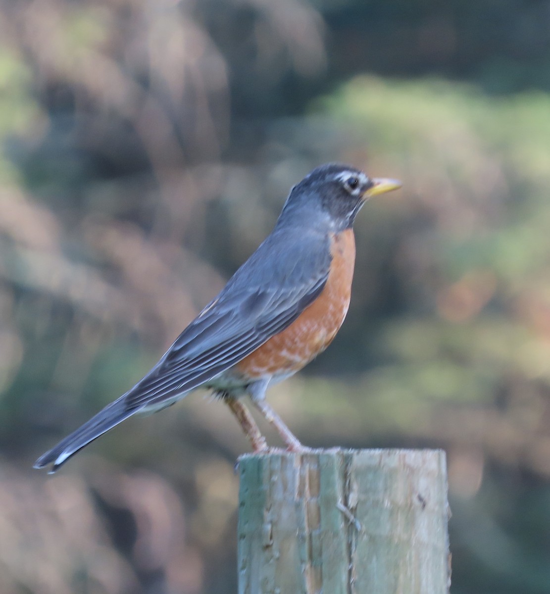 American Robin - ML638914026