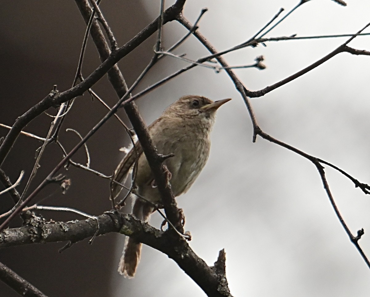 Northern House Wren - ML638914047