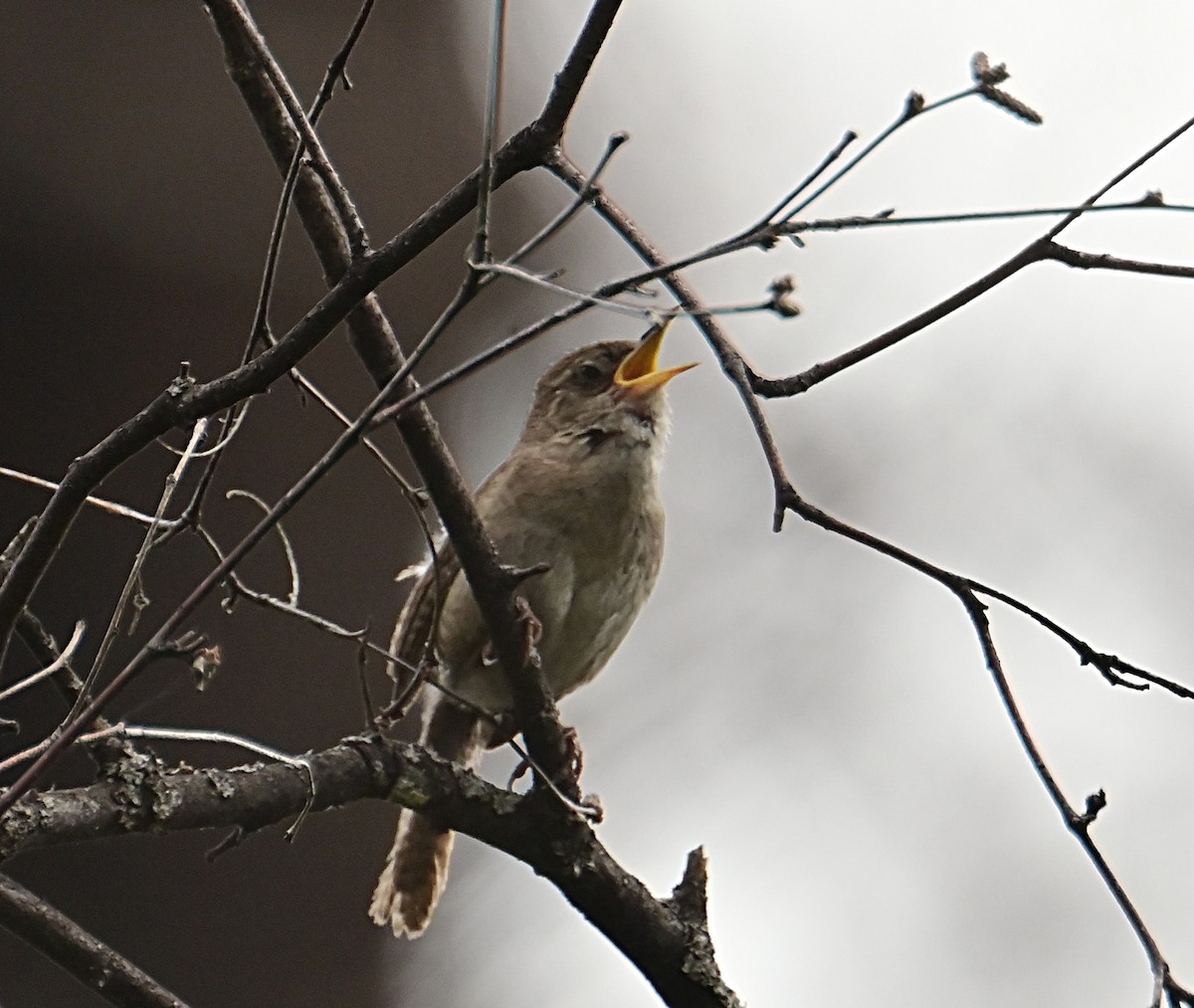 Northern House Wren - ML638914048
