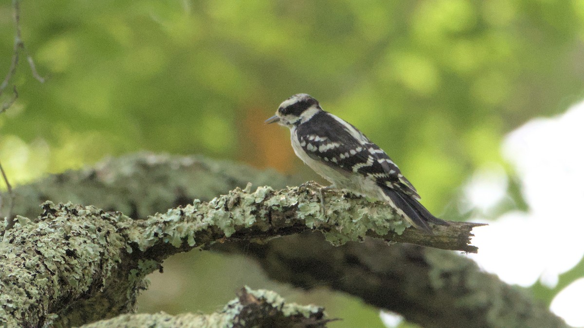 Downy Woodpecker - ML638914055
