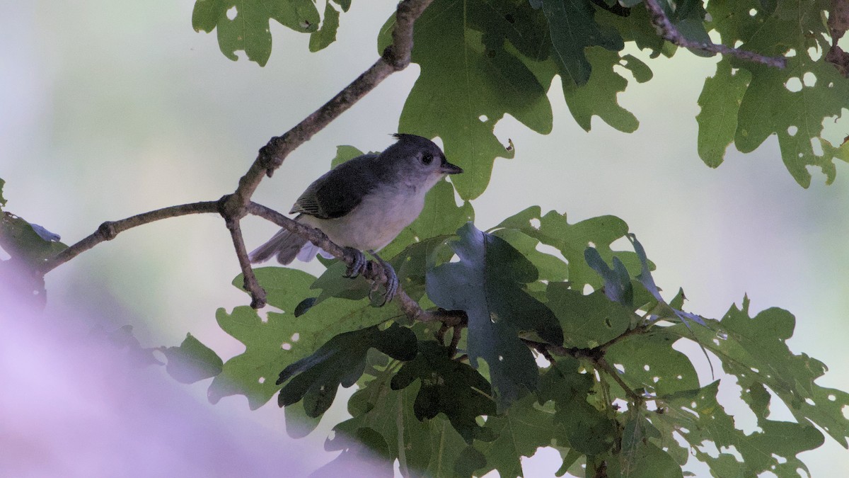 Tufted Titmouse - ML638914063