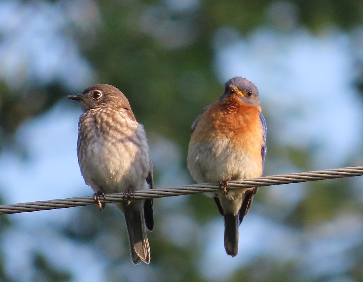 Eastern Bluebird - ML638914067
