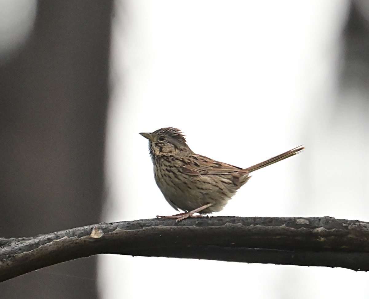 Lincoln's Sparrow - ML638914068