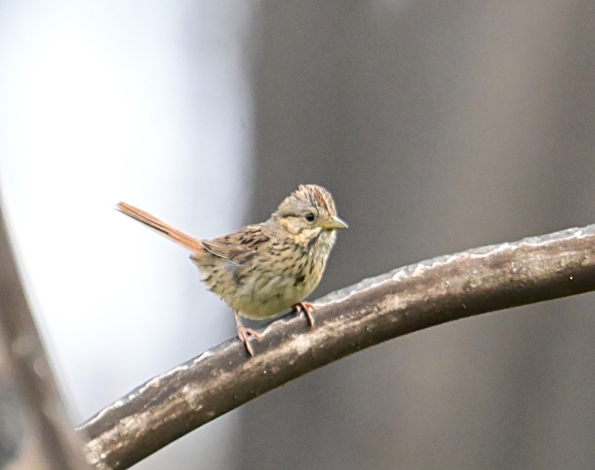 Lincoln's Sparrow - ML638914069