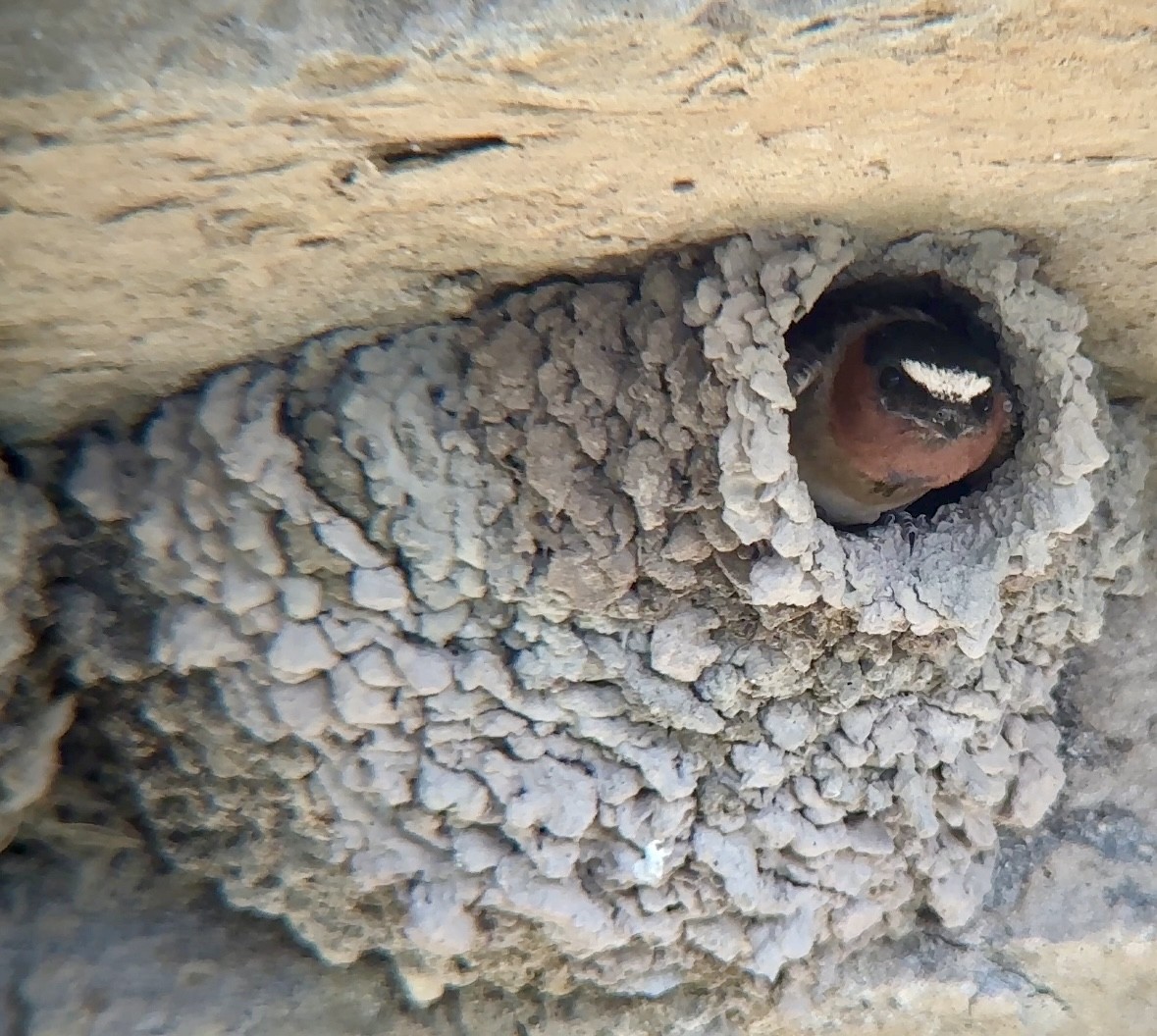 Cliff Swallow - ML638914070
