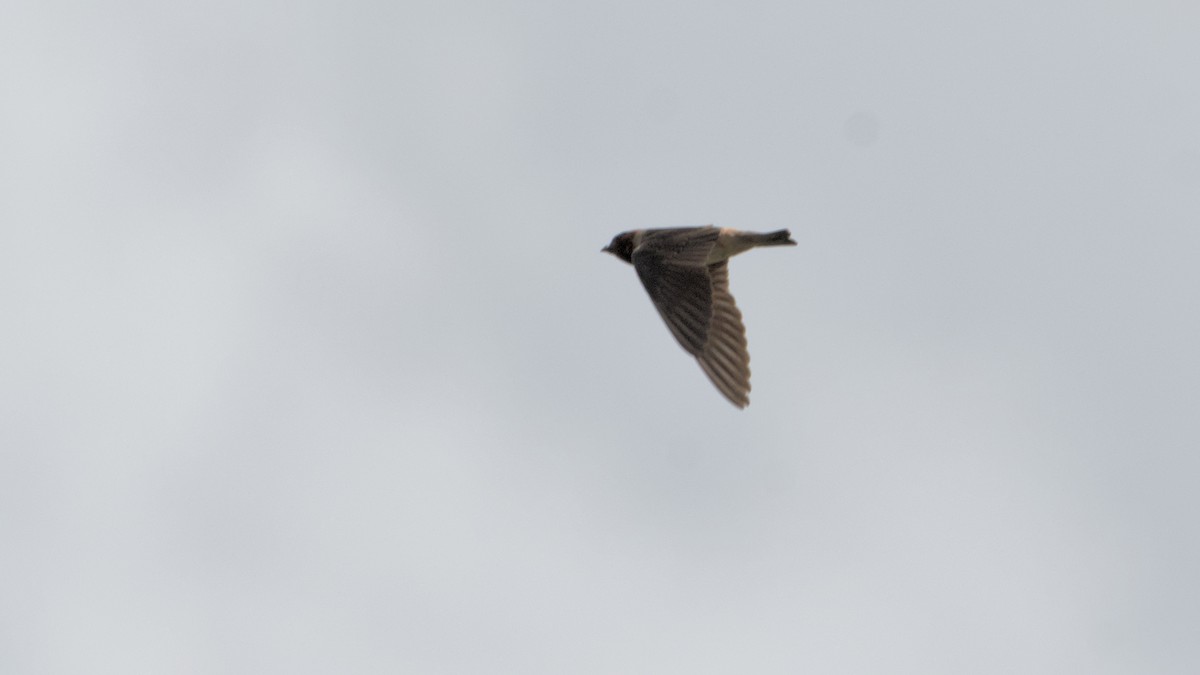 Cliff Swallow - ML638914072
