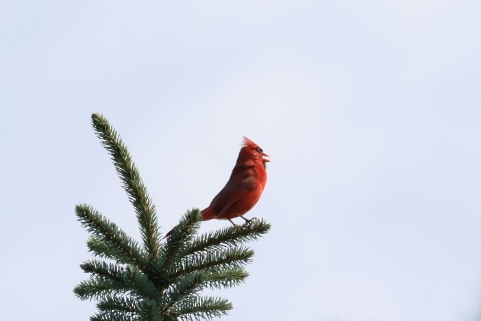 Northern Cardinal - ML638914102