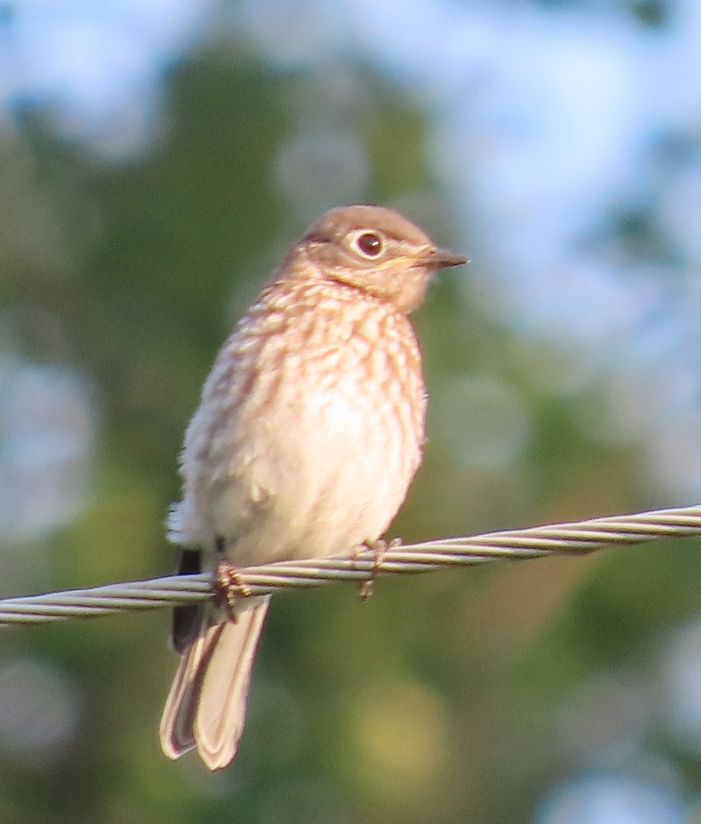 Eastern Bluebird - ML638914131