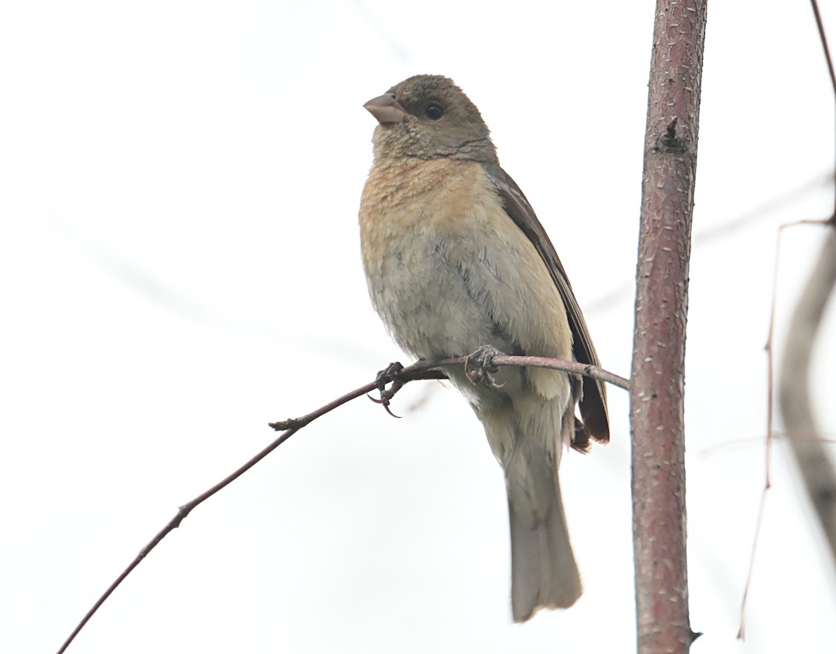 Lazuli Bunting - ML638914152