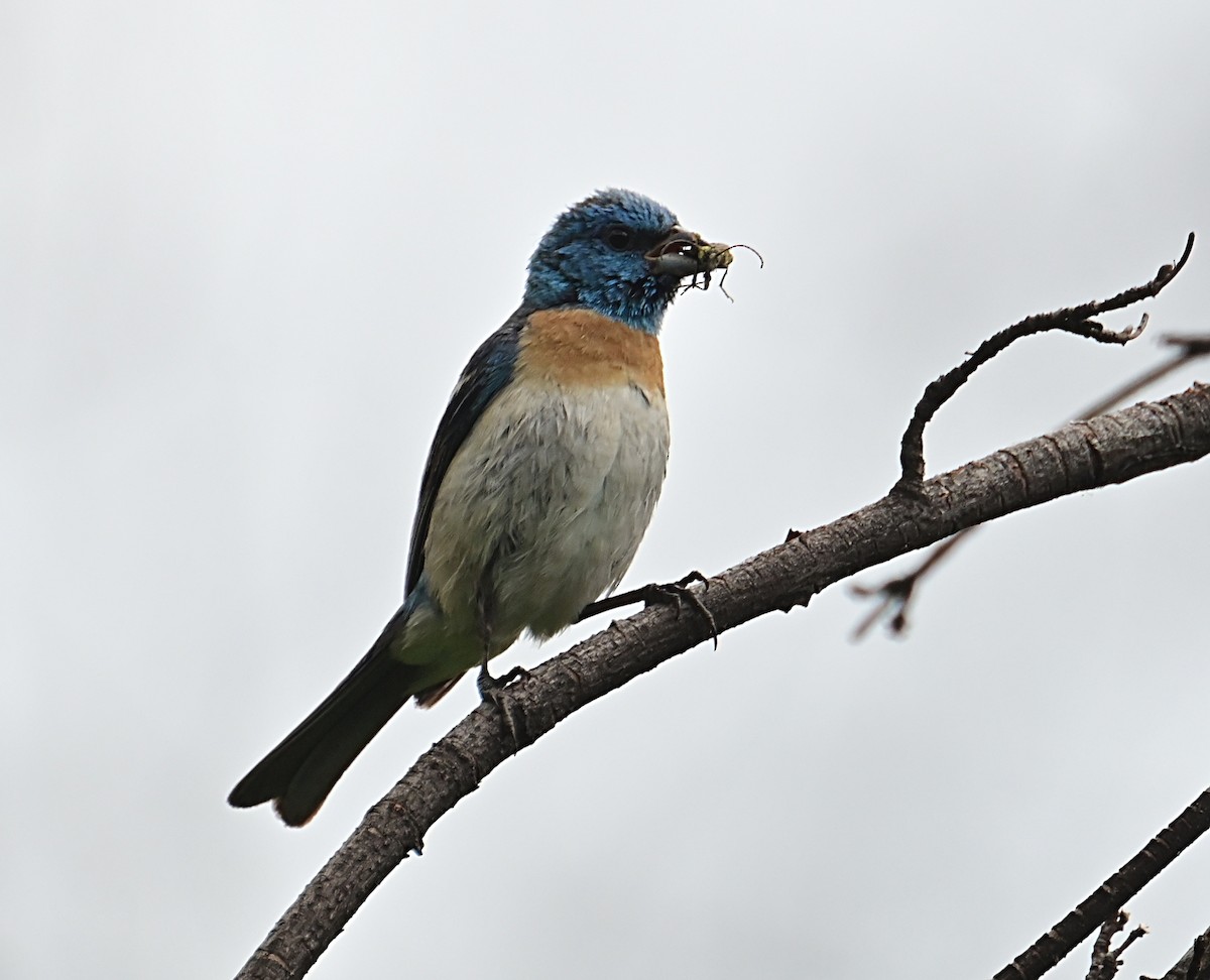Lazuli Bunting - ML638914153