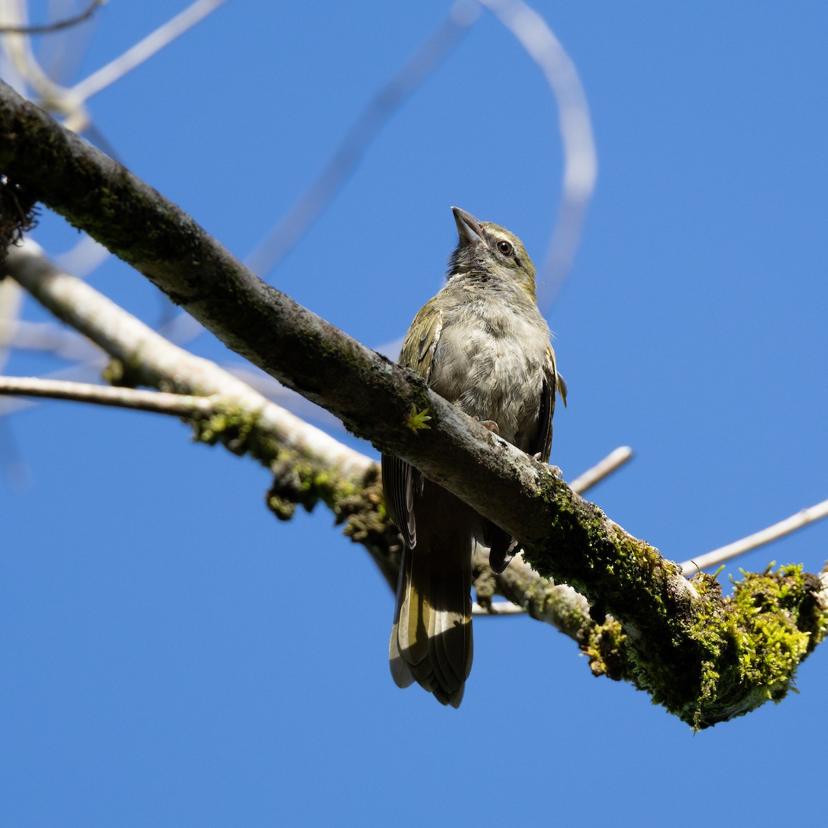 Buff-throated Saltator - ML638914155