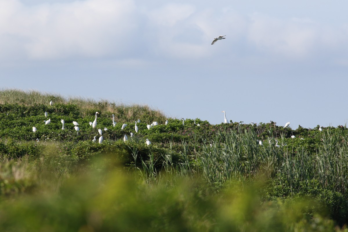 Snowy Egret - ML638914164