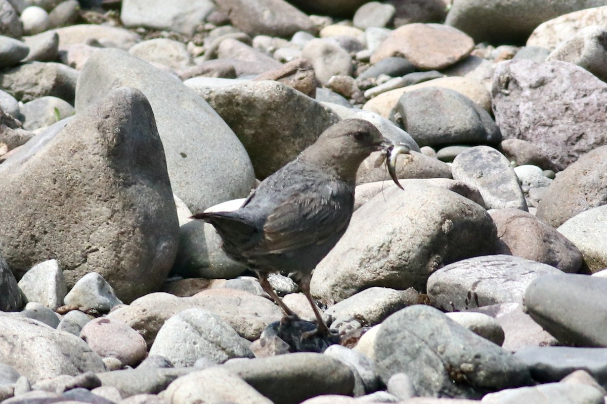 American Dipper - ML638914167