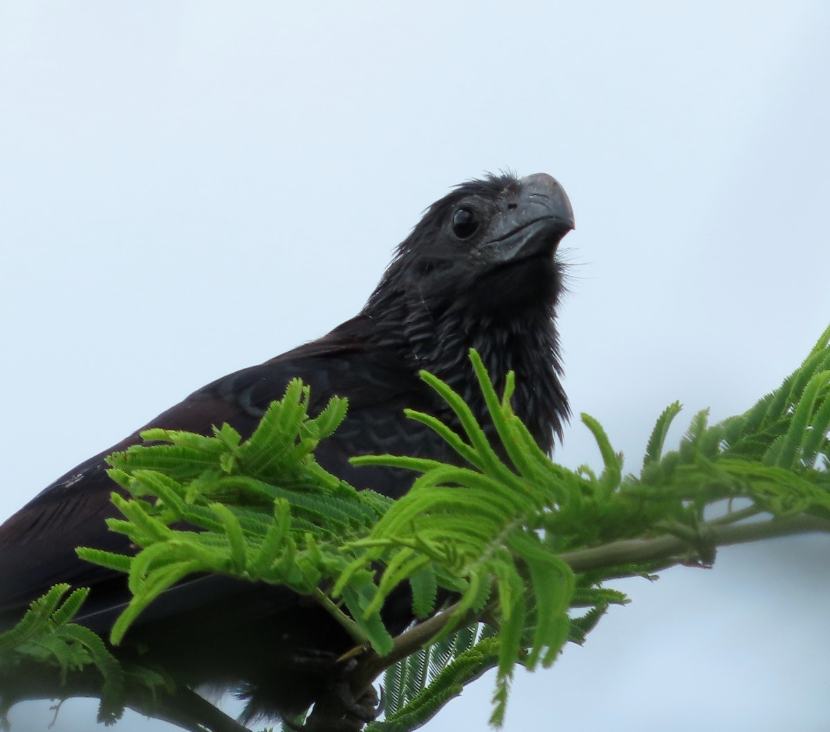 Groove-billed Ani - ML638914168
