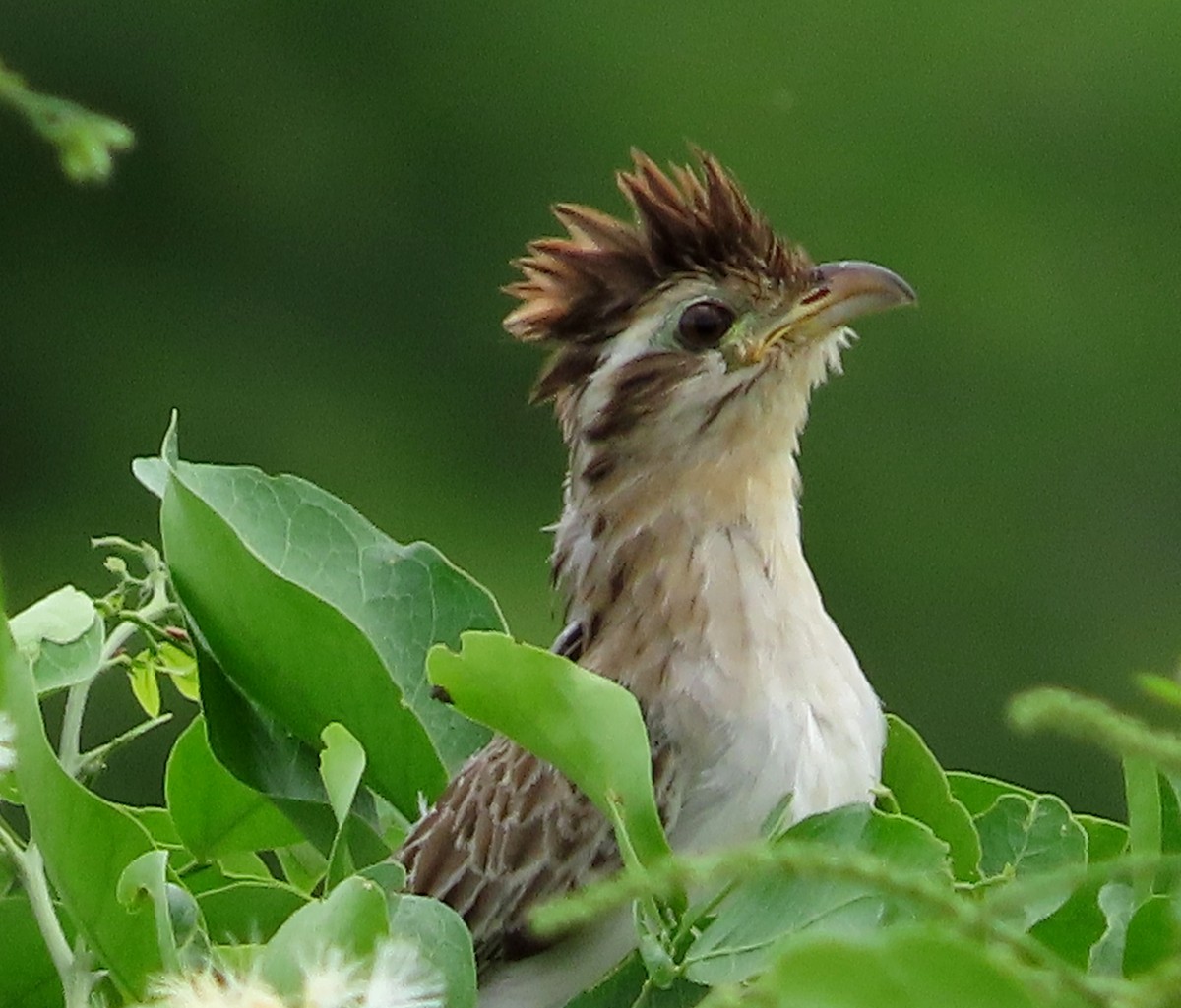 Striped Cuckoo - ML638914189