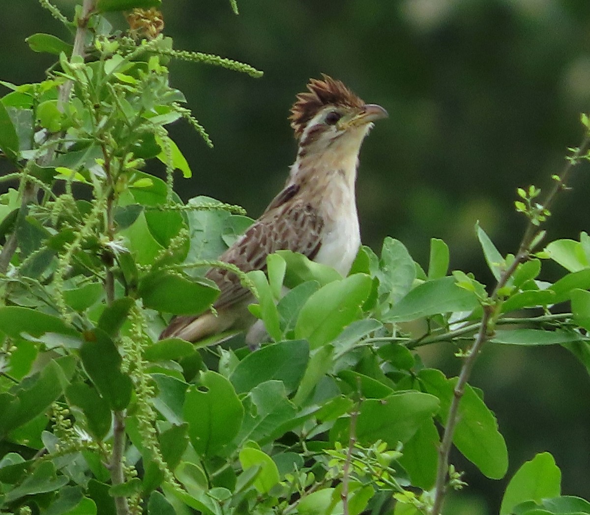 Striped Cuckoo - ML638914190