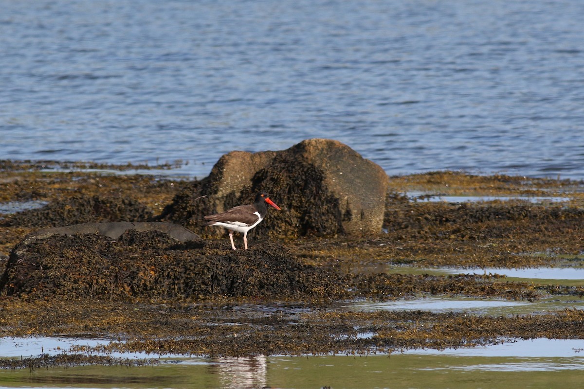 American Oystercatcher - ML638914208