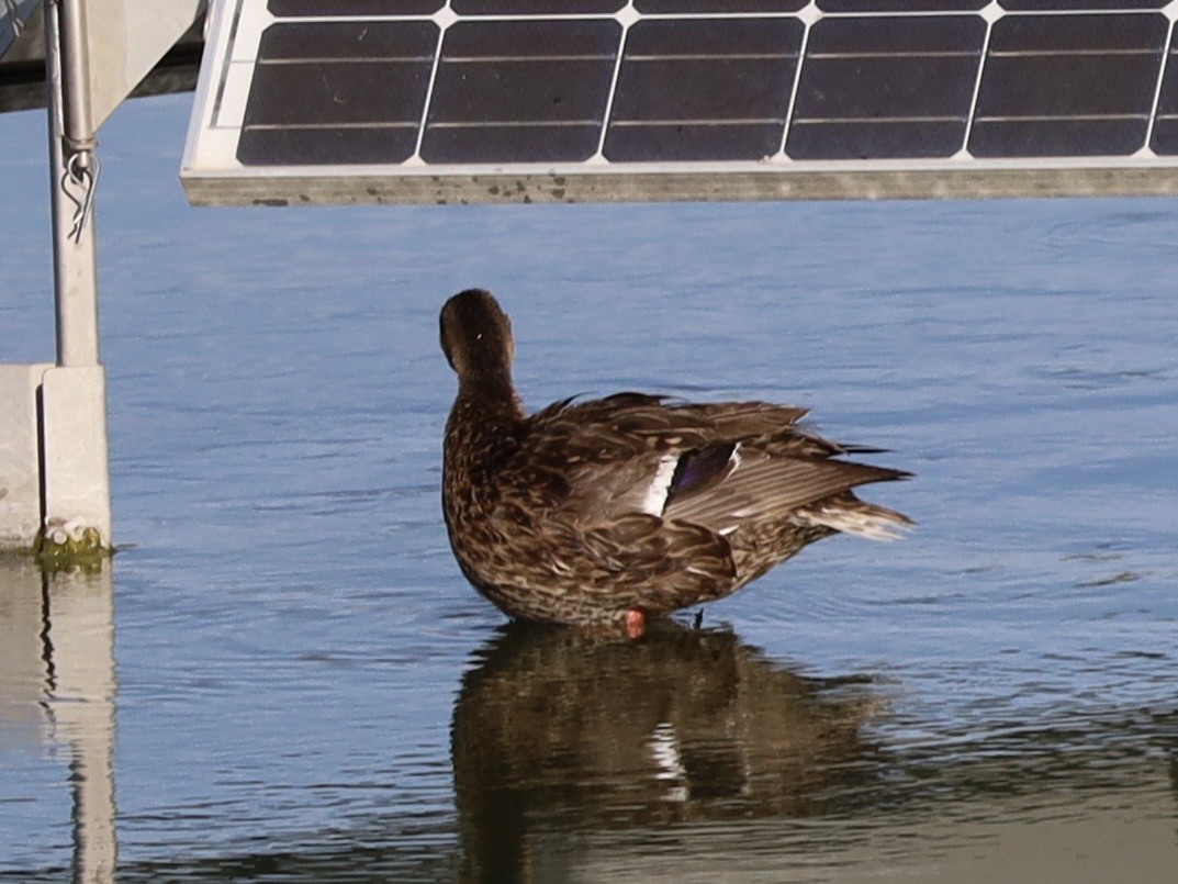 Mallard - ML638914209