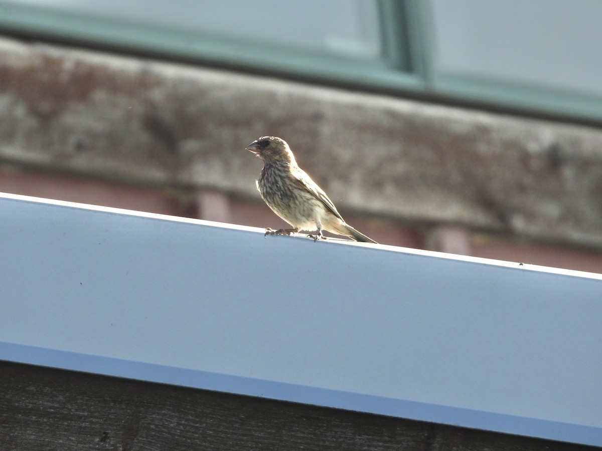 House Finch - ML638914226