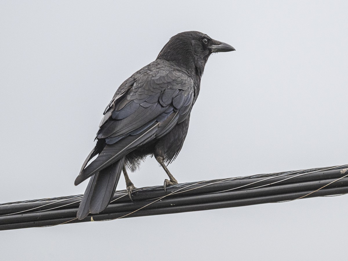 アメリカガラス - ML638914239