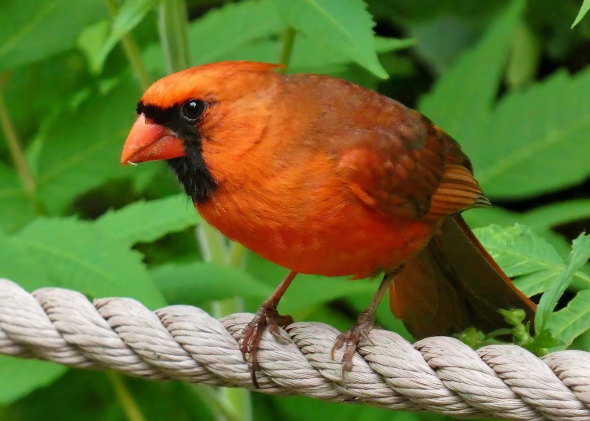 ショウジョウコウカンチョウ - ML638914261