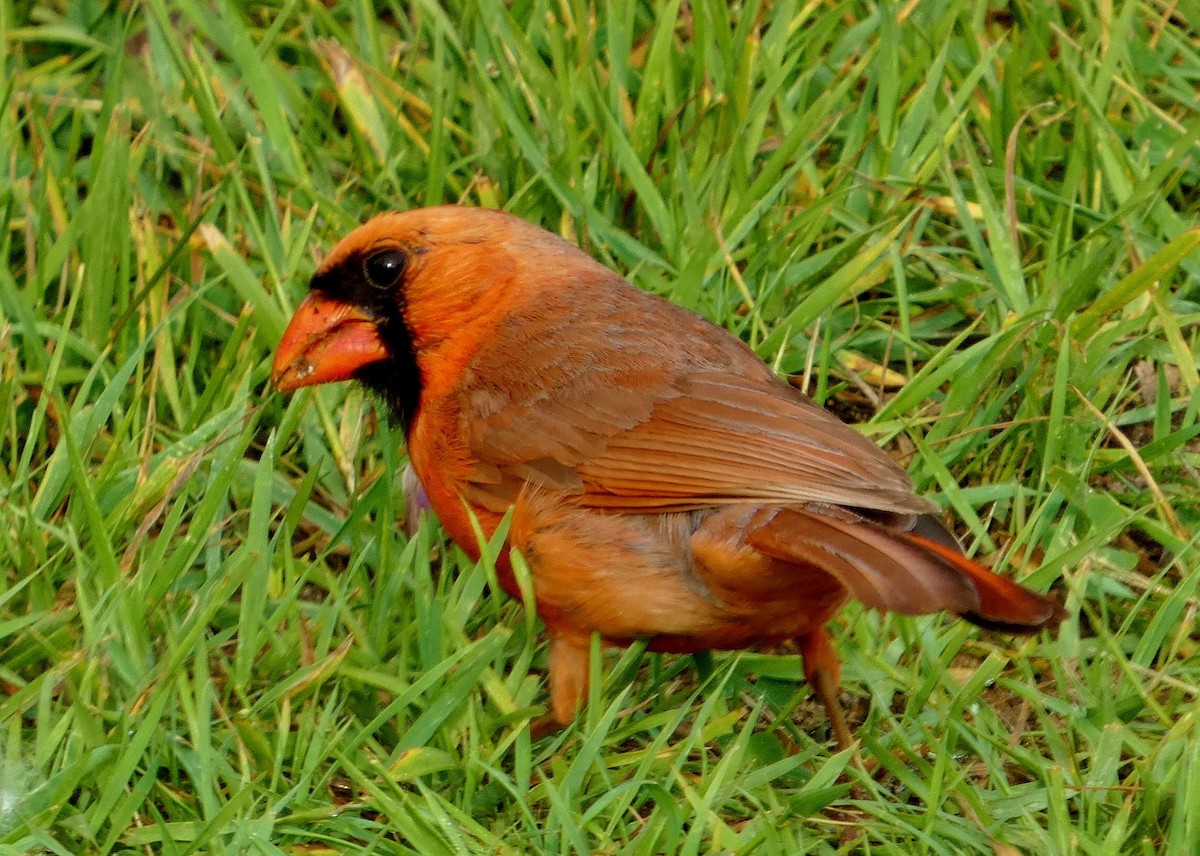 ショウジョウコウカンチョウ - ML638914262