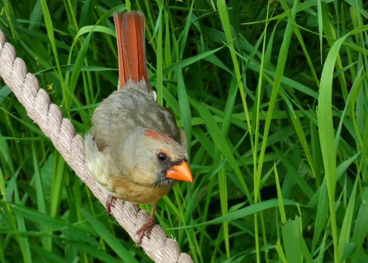 ショウジョウコウカンチョウ - ML638914263