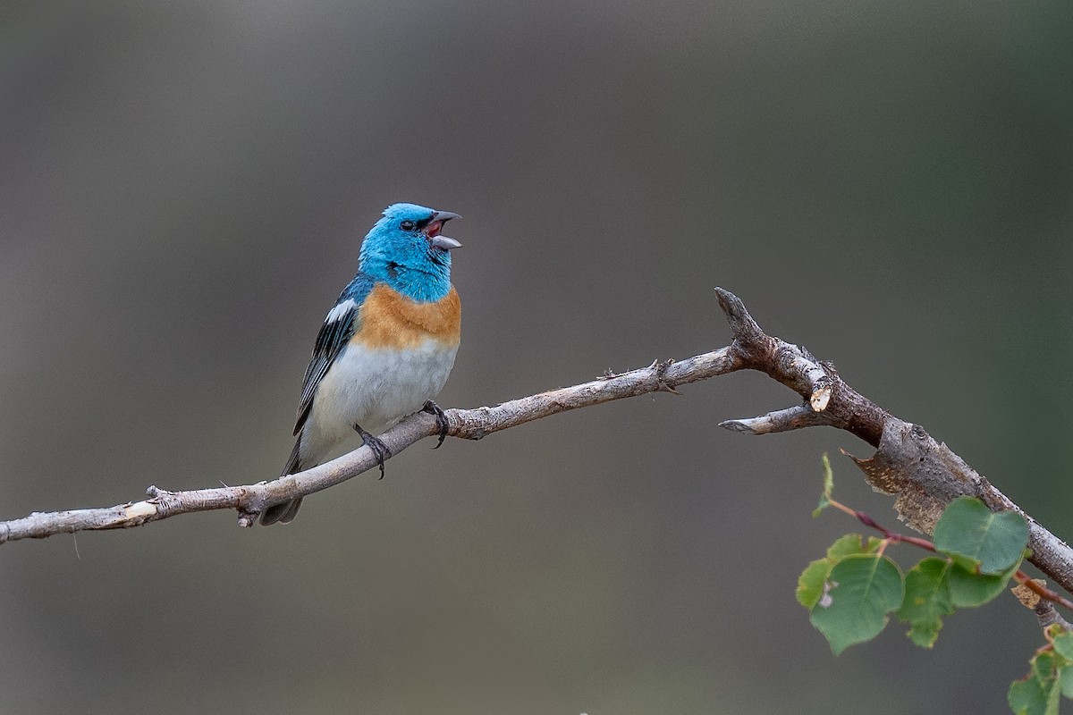 Lazuli Bunting - ML638914329