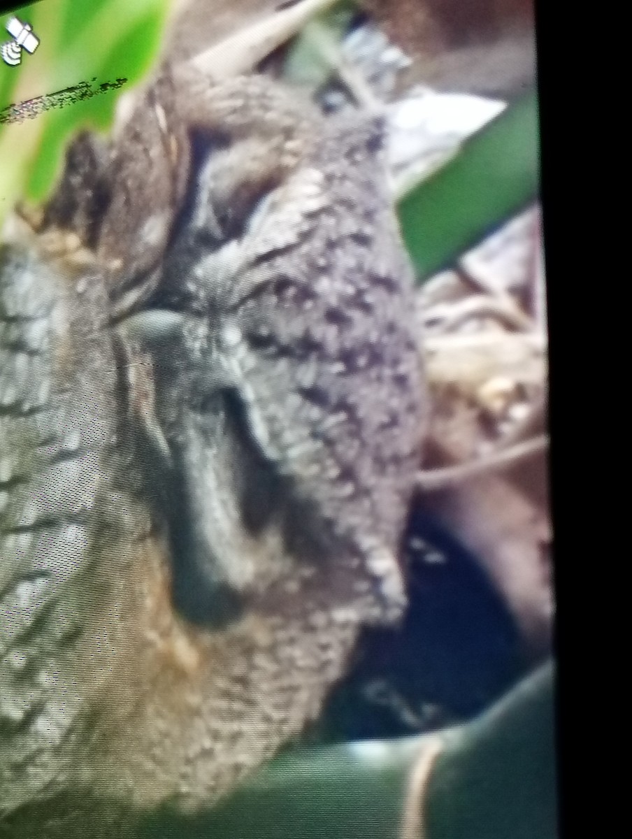 Long-tufted Screech-Owl - ML638914341