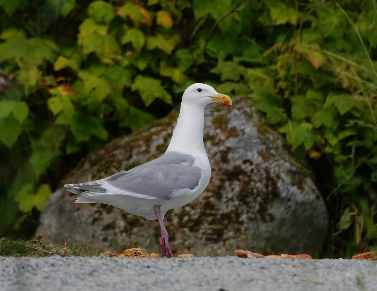 gråvingemåke - ML638914370