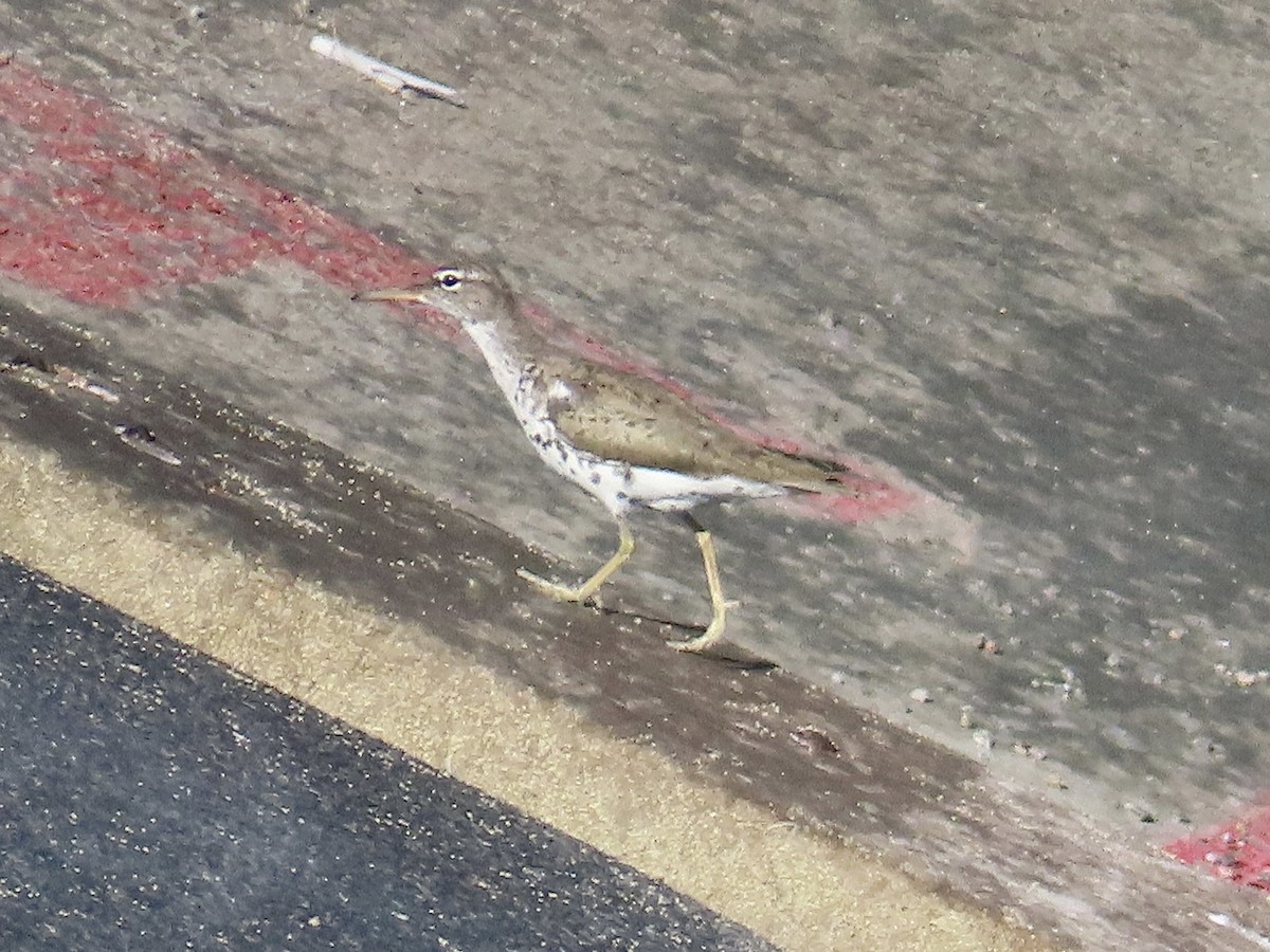 flekksnipe - ML638914371