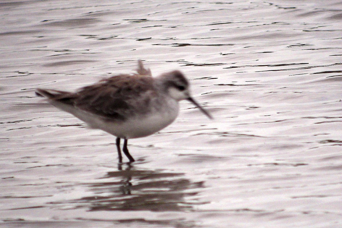 Wilson's Phalarope - ML638914439