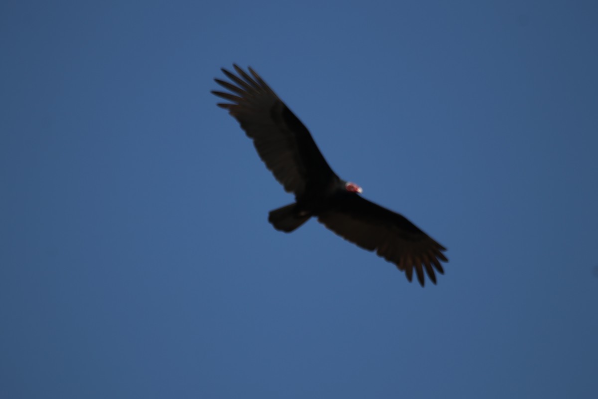 Urubu à tête rouge - ML638914447