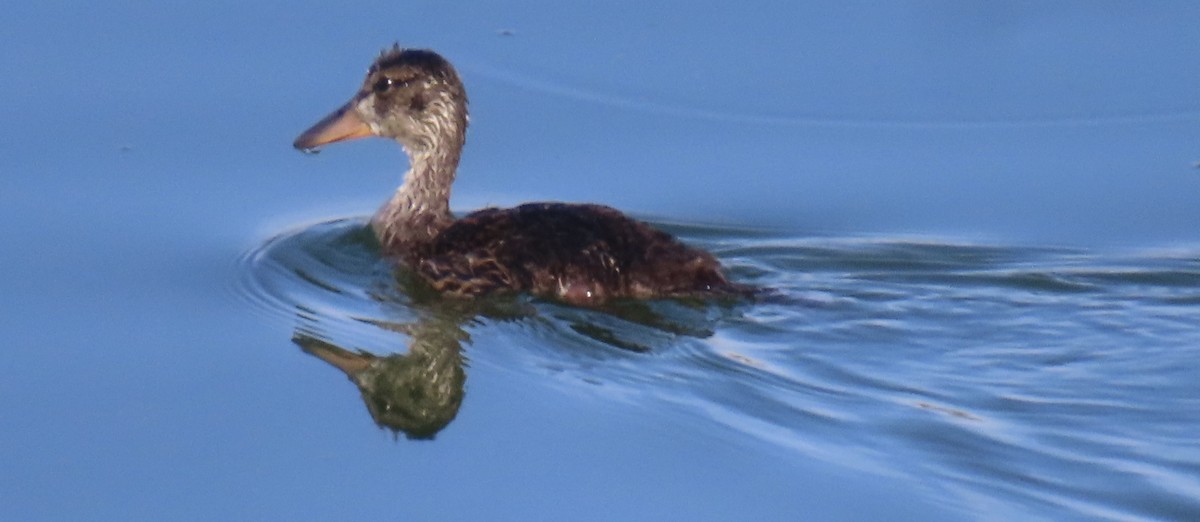 Mallard - ML638914448