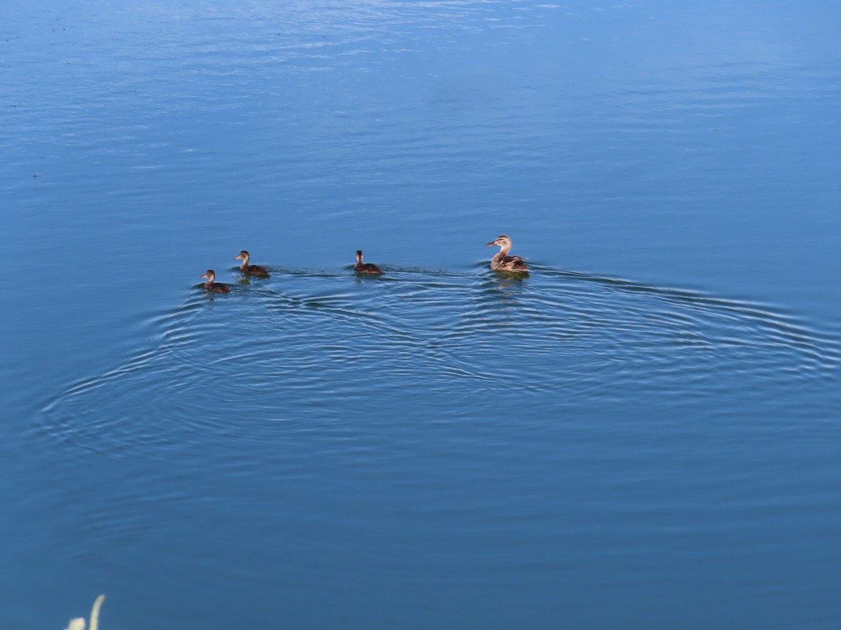 Mallard - ML638914465