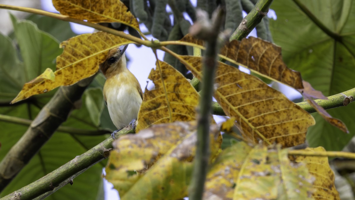 Cinereous Becard - ML638914505