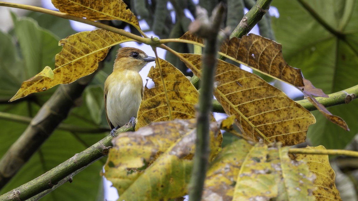 Cinereous Becard - ML638914506
