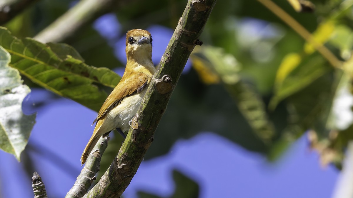 Cinereous Becard - ML638914507