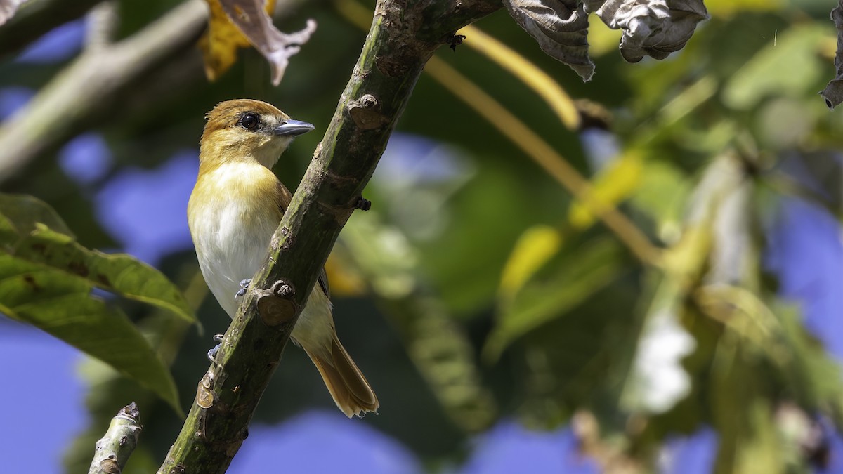 Cinereous Becard - ML638914508