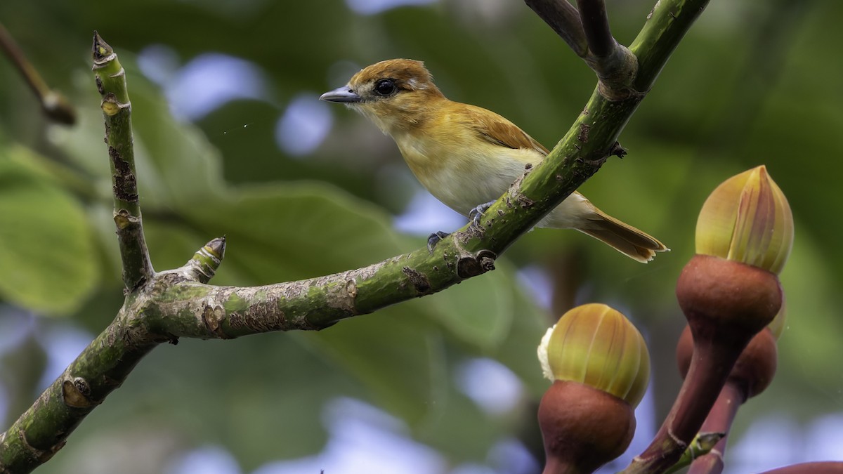 Cinereous Becard - ML638914509