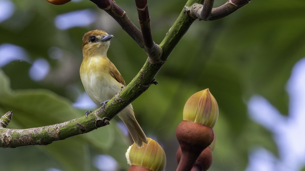 Cinereous Becard - ML638914513