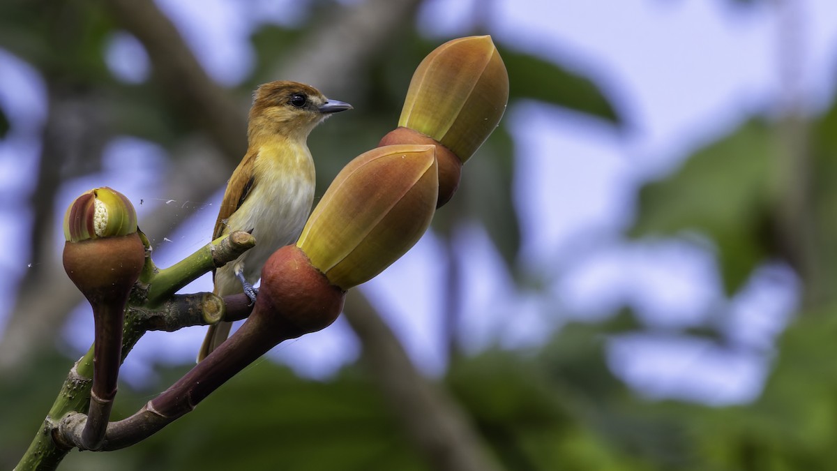 Cinereous Becard - ML638914514