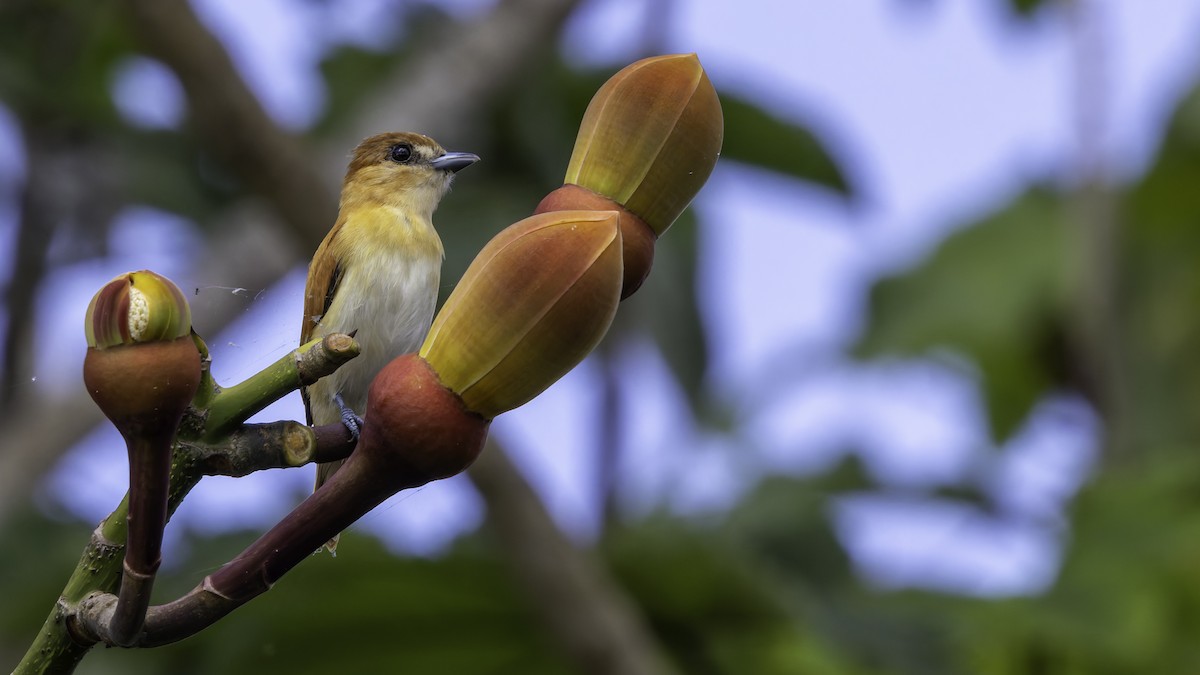 Cinereous Becard - ML638914516