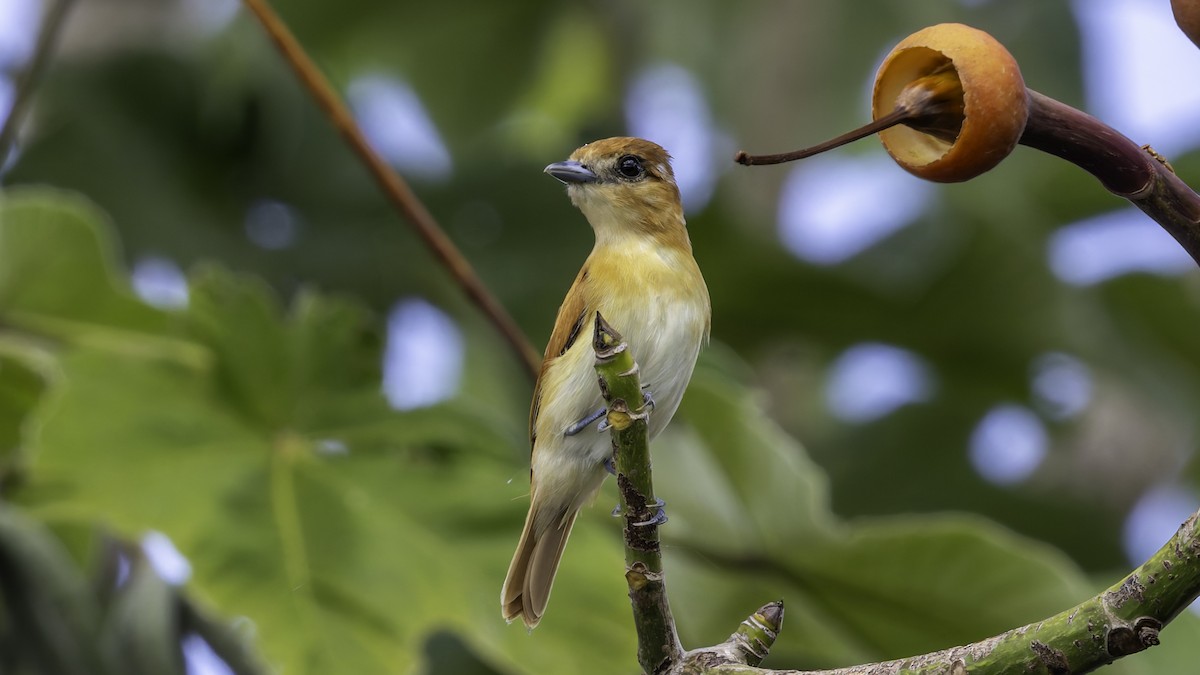 Cinereous Becard - ML638914517