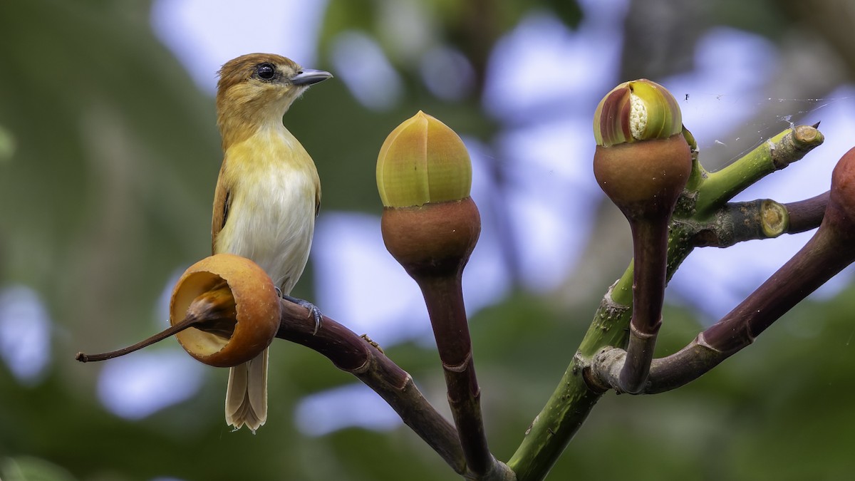Cinereous Becard - ML638914518